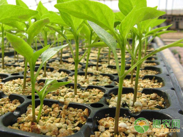 播种前应先催芽以提高其发芽率