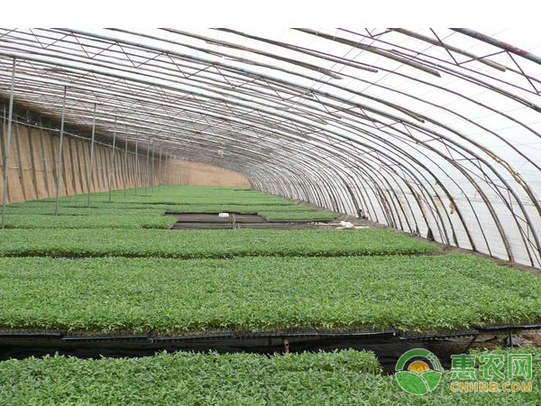 高温季节蔬菜育苗技术要点