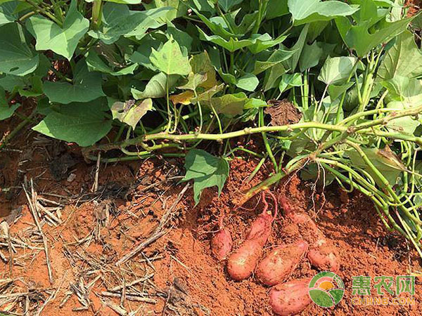 種植夏、秋薯適用哪些耕作栽培制度