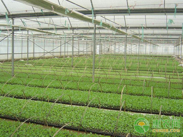 夏季高温情况下蔬菜育苗注意事项