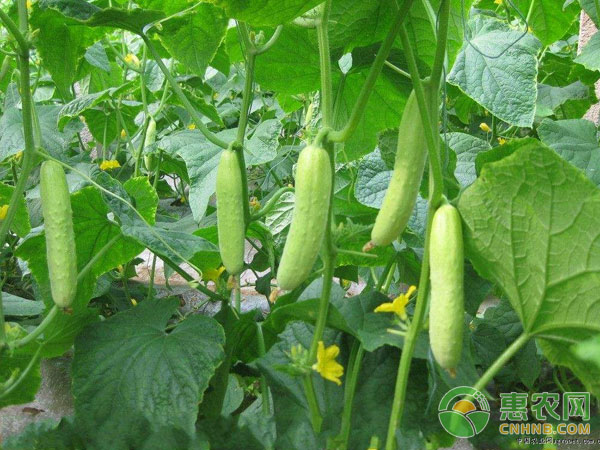 黃瓜越夏栽培采取間歇蹲促法