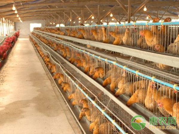 鸡中暑症状与防治