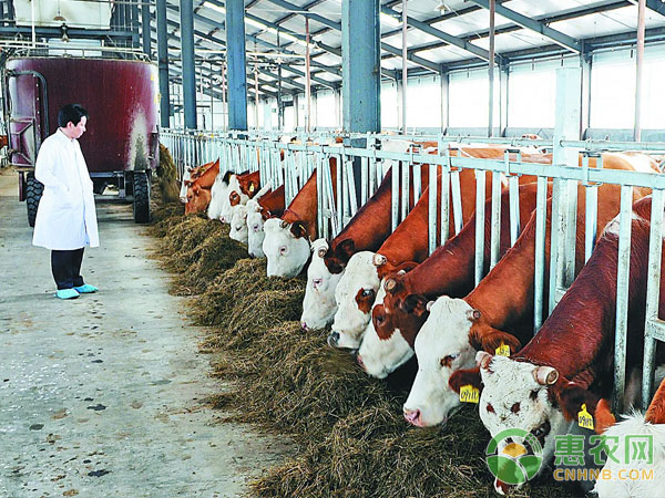 牛中暑症状与防治