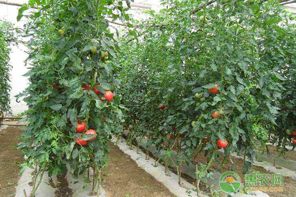 西紅柿種植技巧夏季高溫正確的大棚西紅柿管理方法