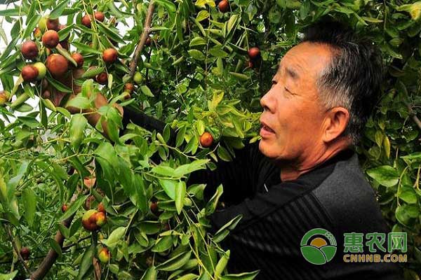 棗樹病蟲害防治技術(shù)之棗蛆防治 