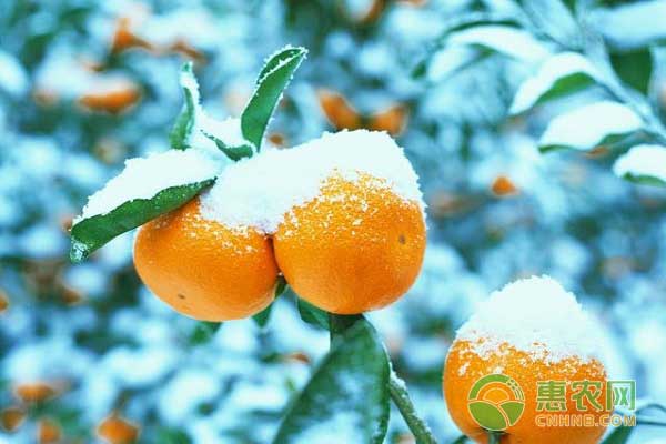  新栽果樹越冬管理技巧之套袋防寒   