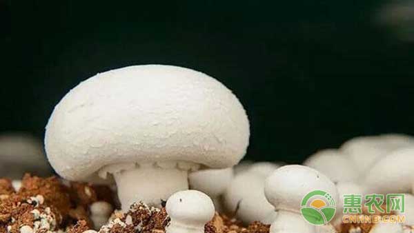 种植技巧：“蘑菇王”口蘑栽培技术