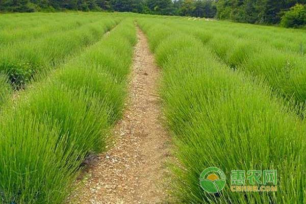  蘆筍田間管理技術(shù)之基肥