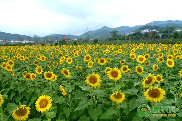 向日葵田間管理常見問題及解決辦法