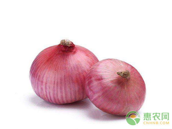 洋蔥配方施肥技術(shù)有創(chuàng)新