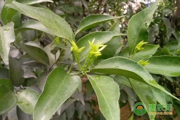 丑柑8月种植肥水管理