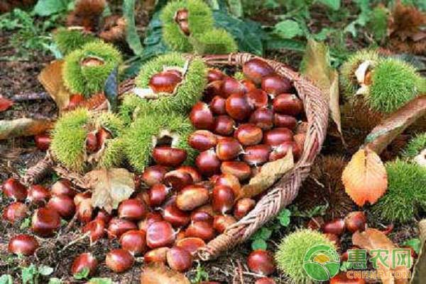 板栗栽培技術(shù)之土地?zé)o毒化處理