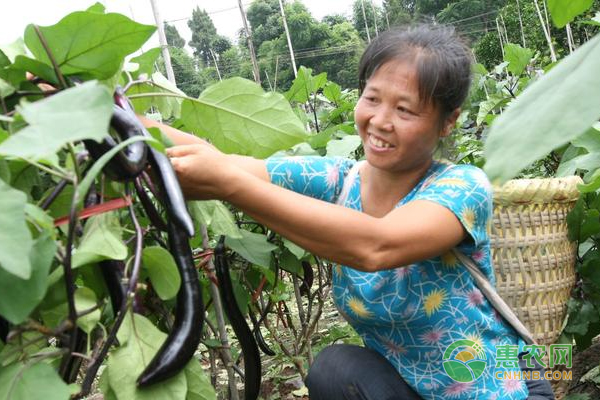  茄子病蟲害侵襲案例