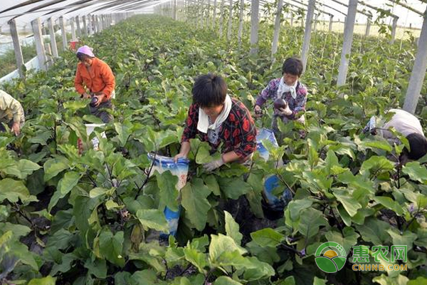 到底是什么病害讓田老漢的茄子絕收？