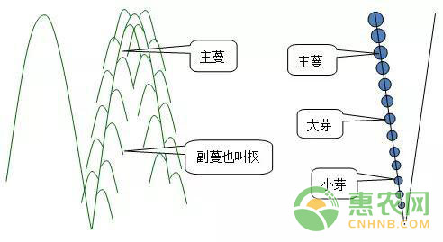 葡萄整枝技術(shù)