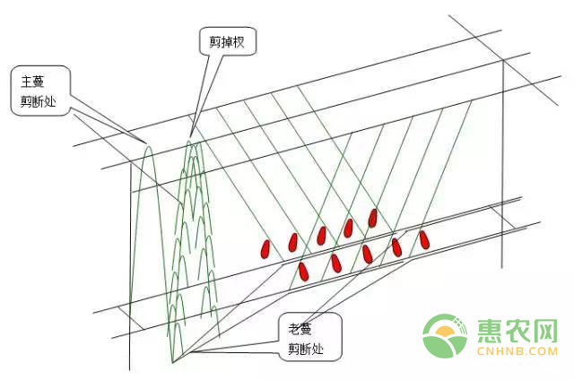 葡萄種植技術(shù)