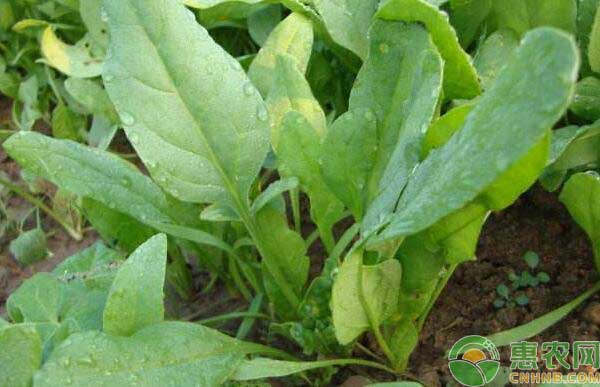 秋冬季菠菜栽培技術(shù)
