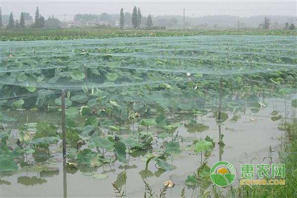 甲魚(yú)-蓮藕套養(yǎng)模式技術(shù)要點(diǎn)之田地抉擇  
