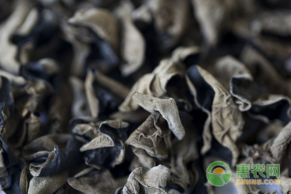 秋季黑木耳科學(xué)制種及栽培新技術(shù)分享 