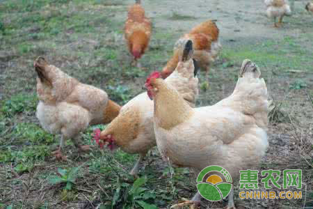 家禽養(yǎng)殖技巧