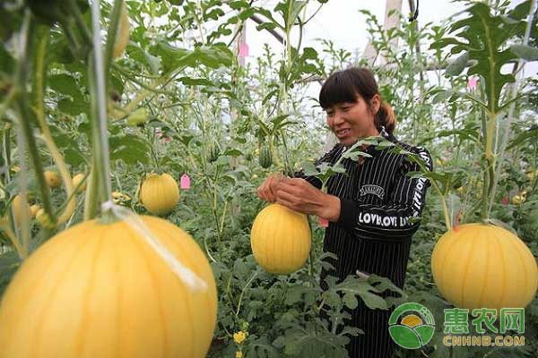 無(wú)公害果蔬園地選擇   