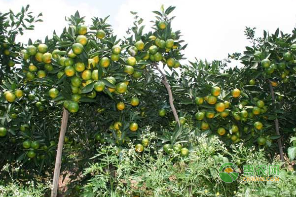 雜柑種植技巧：鈣元素對雜柑<a href='http://mixian138.com/t/42222.html' class='j-href' target='_blank'><span style='color:#FF8001'>種植管理</span></a>的重要性分析