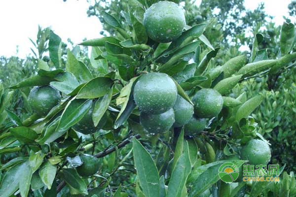雜柑種植關(guān)鍵點(diǎn)之—鈣 
