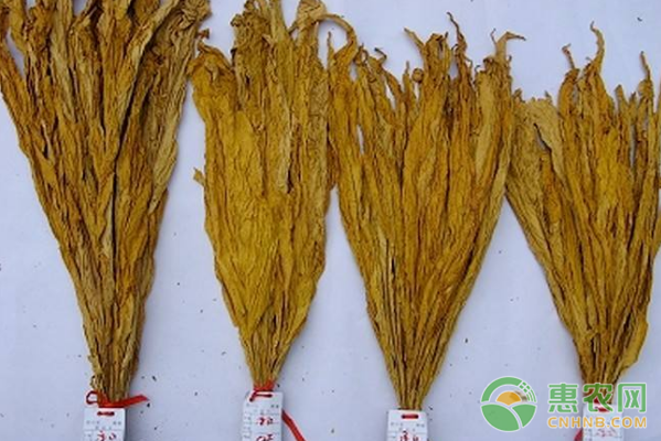 種煙是當地的主導產業(yè)