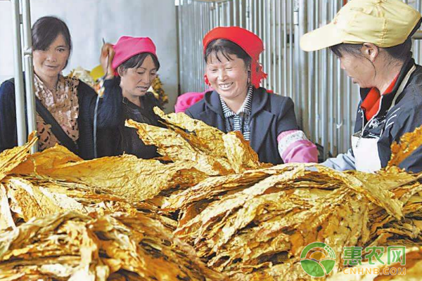 烤煙已成為月明村群眾增收致富的支柱產業(yè)