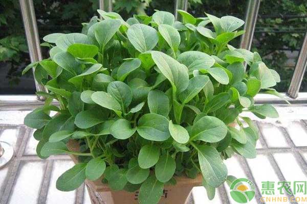 陽臺種植白菜方法