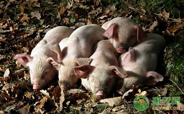 如何提高豬的食欲？在飼料中添加風味劑即可解決