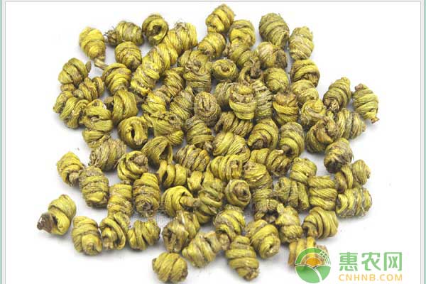 鐵皮石斛種植栽培之蝸牛防害