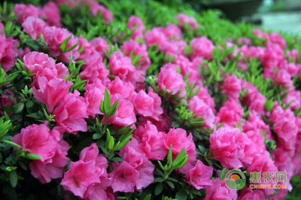 杜鵑花的生產(chǎn)習(xí)性分析