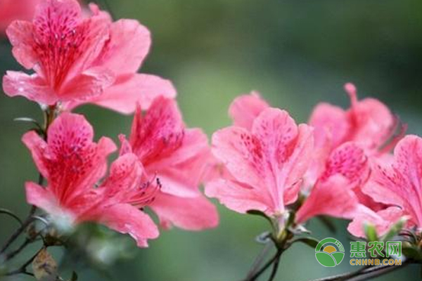 杜鵑花的生態(tài)習(xí)性如何？怎樣栽培管理？