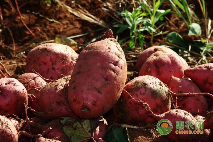 紅薯高產(chǎn)技巧