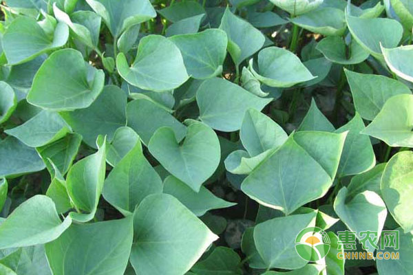 紅薯高產(chǎn)技巧