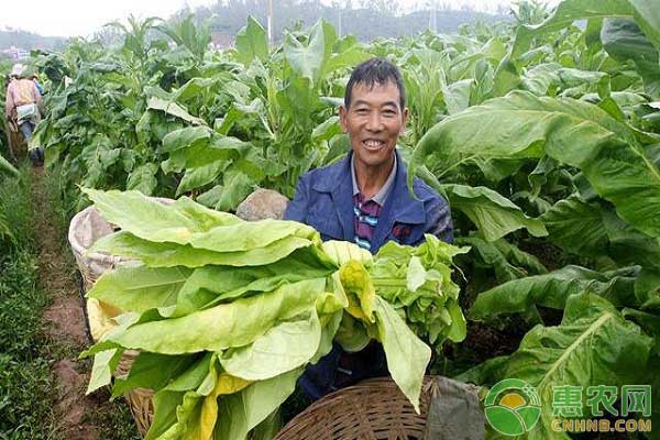 煙葉大田管理措施之煙田雜草防治 