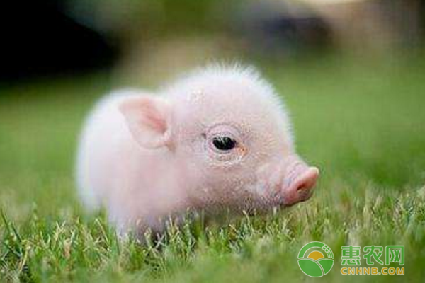 为什么刚出生的小猪要剪尾巴