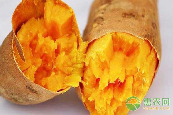 紅薯地窖防腐增甜儲(chǔ)藏方法之入窖前要徹底消毒