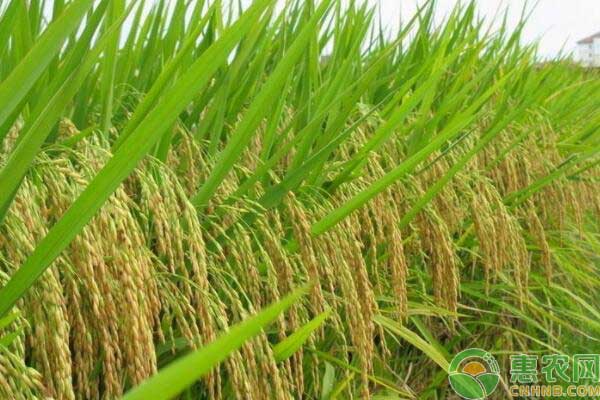 水稻病蟲害綜合防治技術(shù)