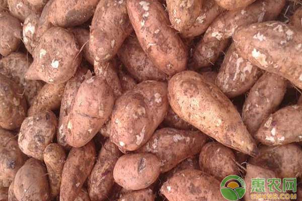 紅薯地窖防腐增甜儲(chǔ)藏方法之窖里溫度穩(wěn)定在15C左右