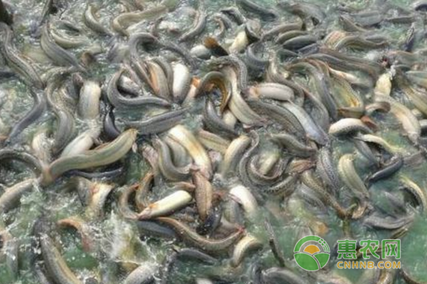 養(yǎng)殖狂人返鄉(xiāng)創(chuàng)業(yè)年入1000萬(wàn) 他是怎么做到的？