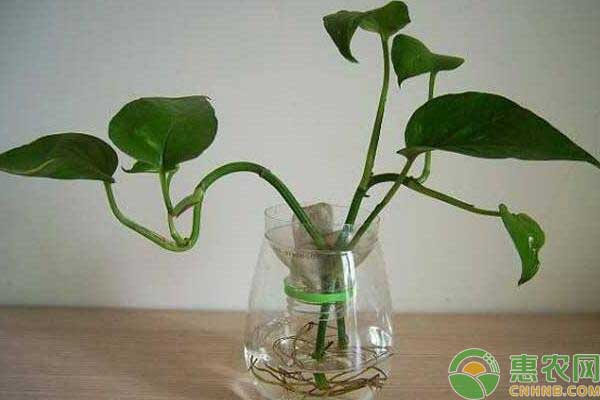 <a href='http://www.iweekee.cn/t/44528.html' class='j-href' target='_blank'><span style='color:#FF8001'>綠蘿養(yǎng)殖</span></a>方法