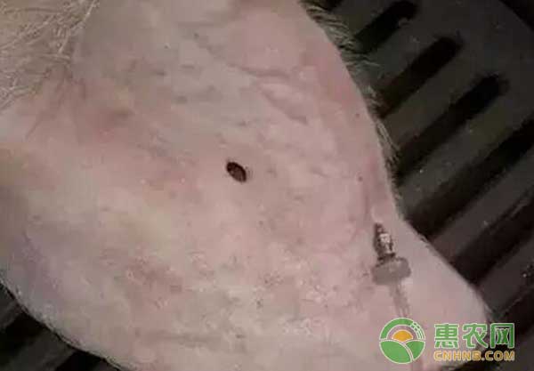 治療病豬的三種給藥方式，總有一種適合你
