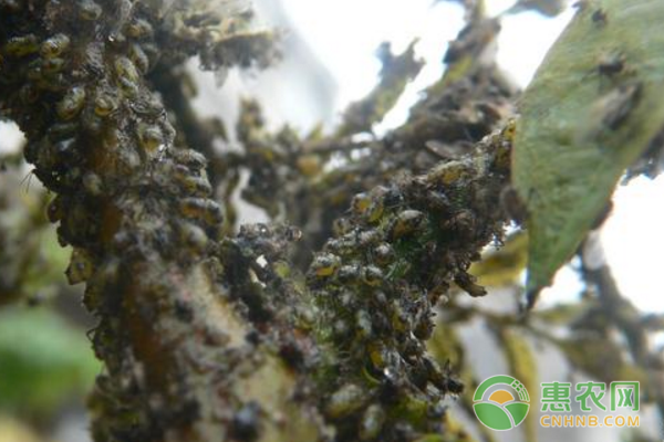 西紅柿移栽時(shí)采用吡蟲啉穴施，就可以有效防治飛虱