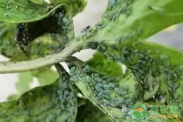 提前預(yù)防飛虱、蚜蟲的爆發(fā)