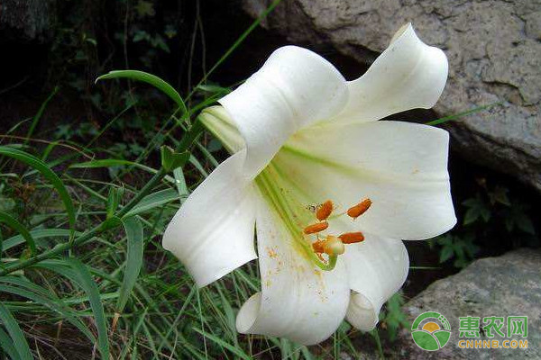 養(yǎng)殖野百合