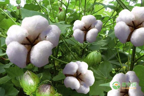促進(jìn)棉花后期增產(chǎn)的妙招