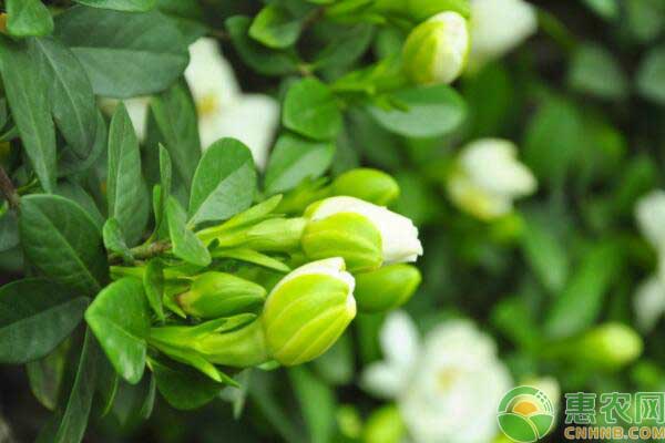 梔子花養(yǎng)殖常見問題解答