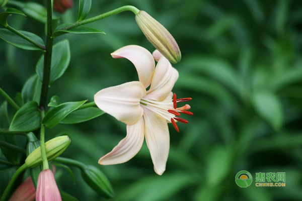 如何有效的延長百合花的花期？這6個小妙招一學就會！
